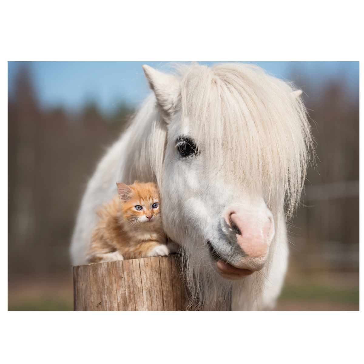 [Bild: postkarte-pony-kitten_1500x1500_102954.jpg]